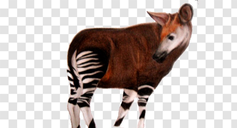 Okapi Art Animal Information - Snout - Fur Transparent PNG