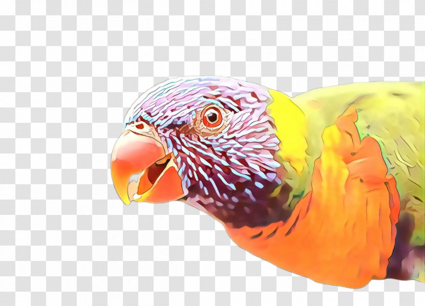 Bird Beak Parrot Parakeet Macaw - Budgie Wing Transparent PNG