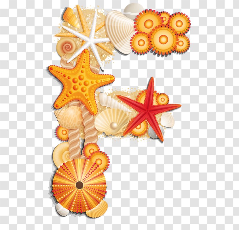 Typography Seashell Font - Food Transparent PNG
