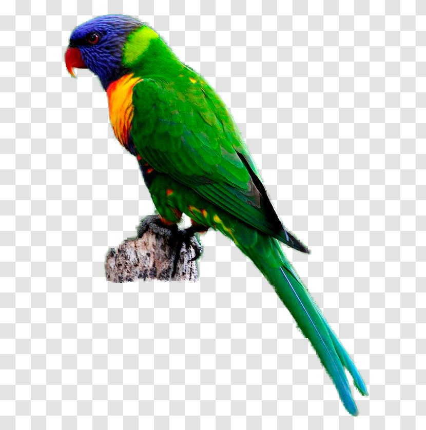 Budgerigar Parrot Bird Rainbow Lorikeet Clip Art - Perico Transparent PNG