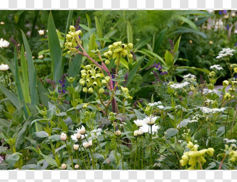 Herb - Grass - Ulmus Minor Transparent PNG