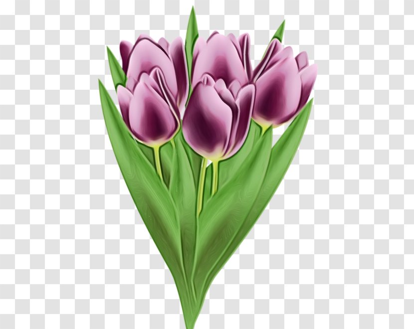Tulip Flower Purple Petal Violet - Lily Family Cut Flowers Transparent PNG