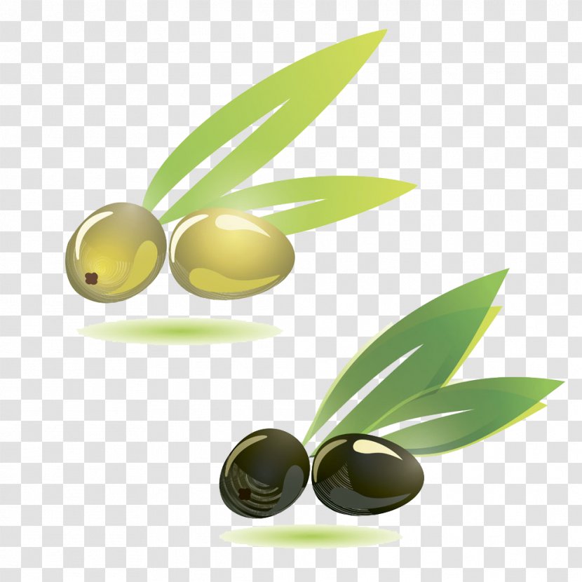 Olive Branch Illustration - Soybean Oil - Olives Transparent PNG