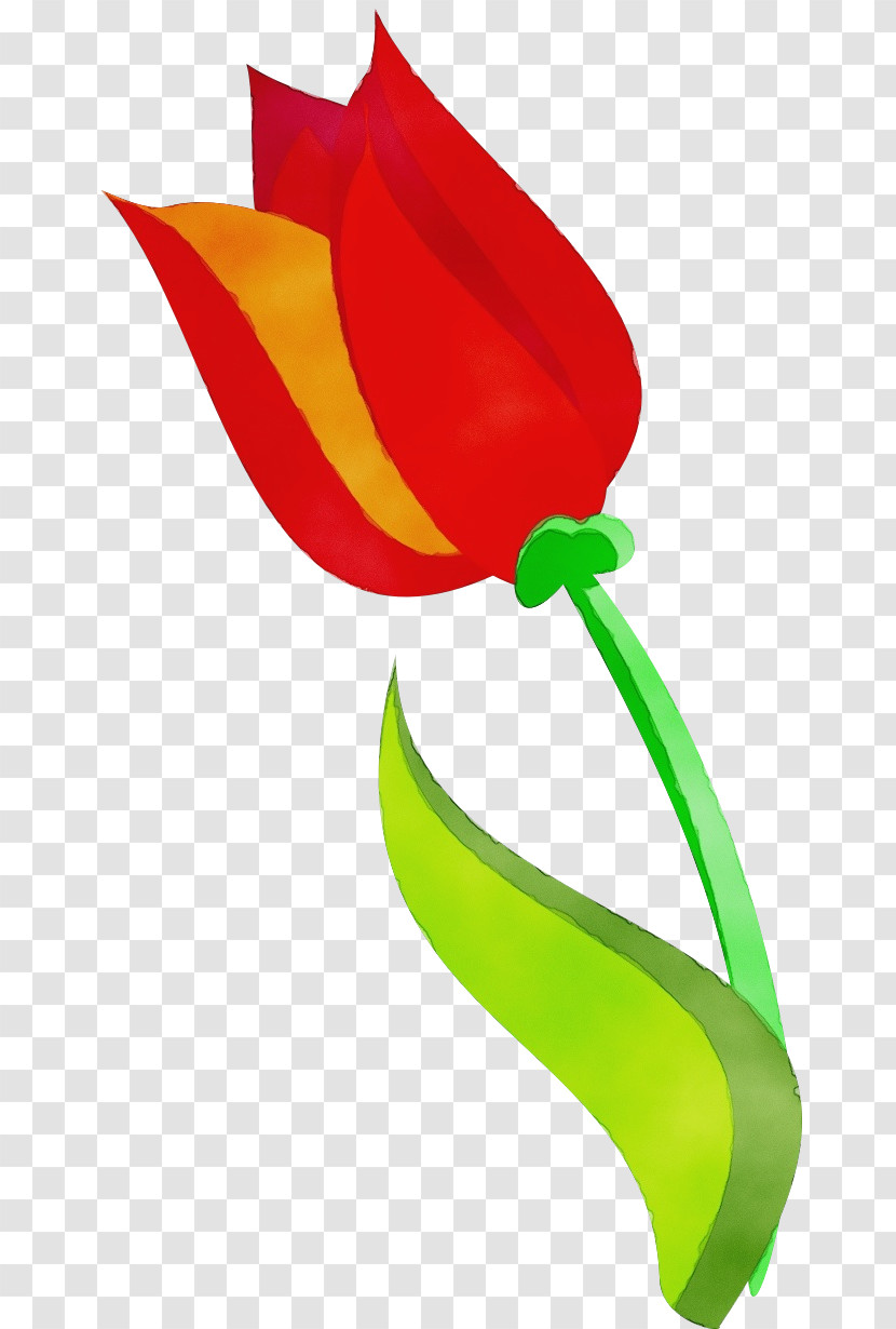 Tulip Plant Flower Petal Transparent PNG