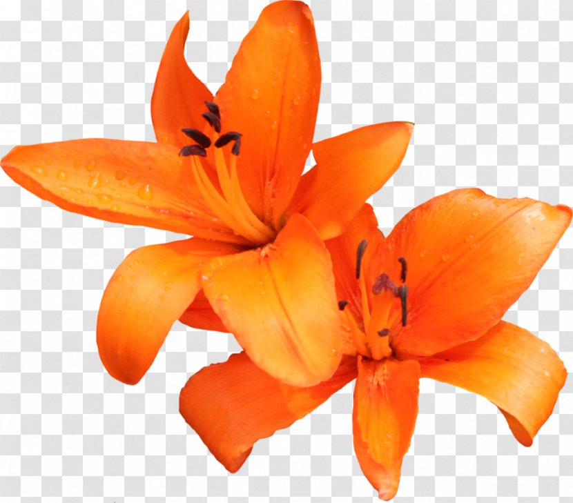 Lilium Bulbiferum Tiger Lily Philadelphicum Clip Art - Petal - Orange Flower Transparent PNG