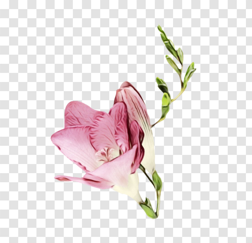 Flower Pink Plant Cut Flowers Petal Transparent PNG