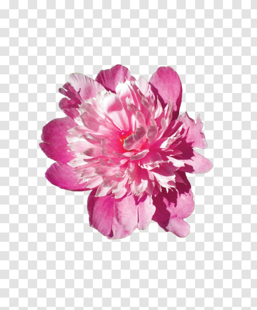 Pink Flowers Stock Photography Floral Design - Fuchsia - Flower Transparent PNG