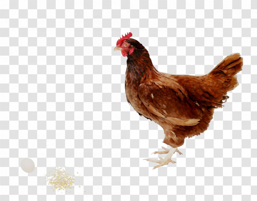 Rooster Chicken As Food Kifaranga Meat - Livestock Transparent PNG