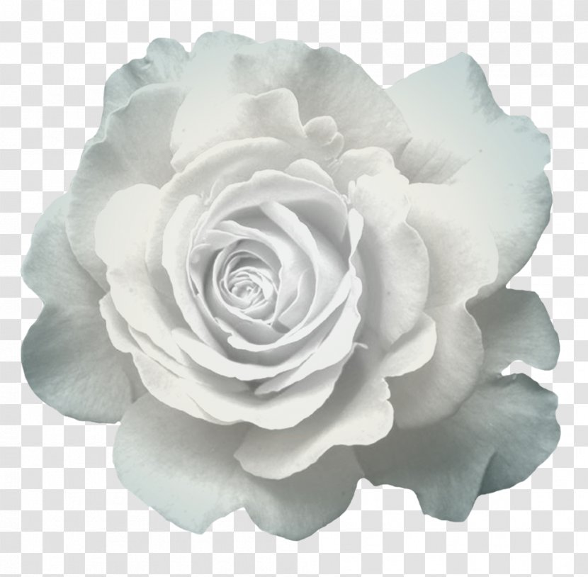 Garden Roses Cabbage Rose Cut Flowers Pink - Rosa Centifolia - Creative Teapot Transparent PNG