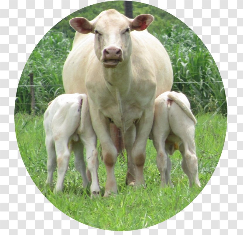 Calf Sheep Cattle Pasture Goat Transparent PNG