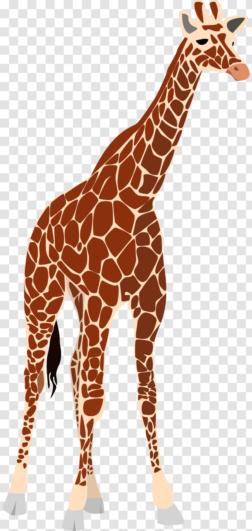 Giraffe Okapi Clip Art - Vector Transparent PNG