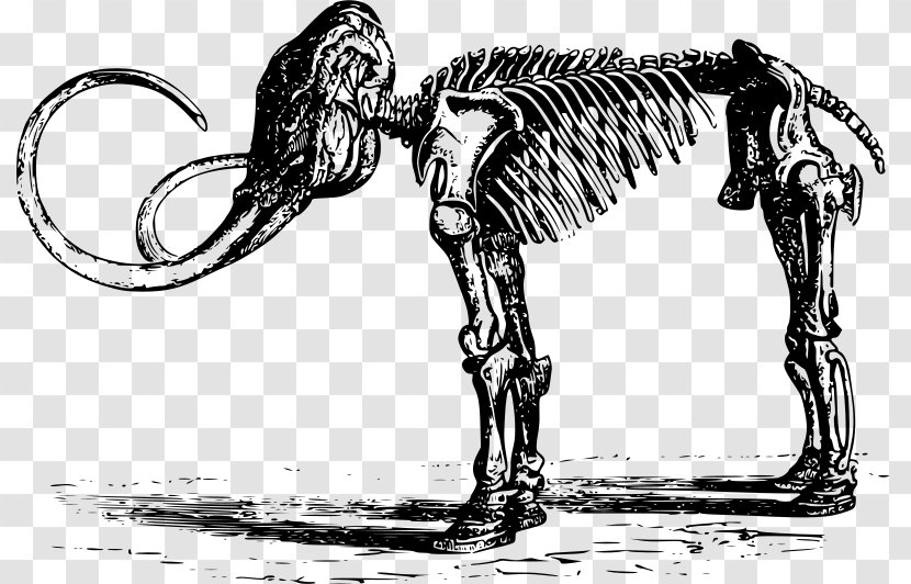 Woolly Mammoth Human Skeleton Dinosaur - Black And White Transparent PNG