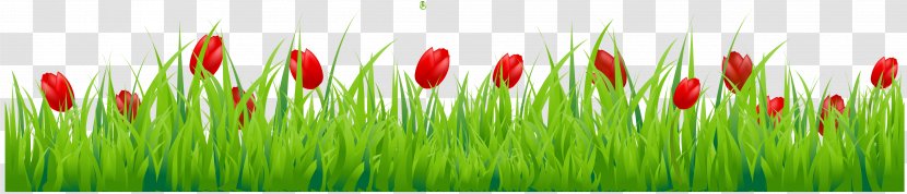 Tulip Flower Stock Photography Clip Art - Cardmaking - Grass With Red Tulips Clipart Transparent PNG