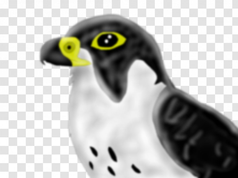Owl Beak Close-up Falcon Font - Peregrine Transparent PNG