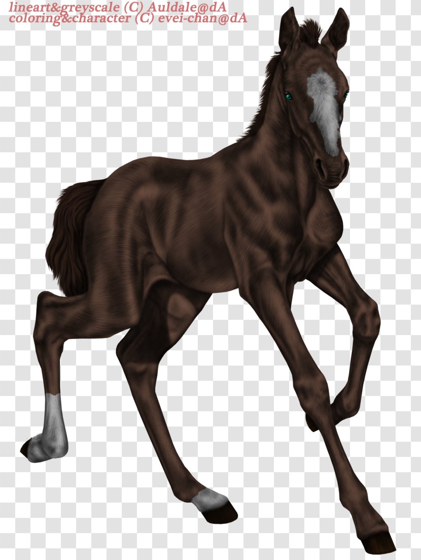 Mare Foal Mustang Stallion Colt - Sadio Man%c3%a9 Transparent PNG