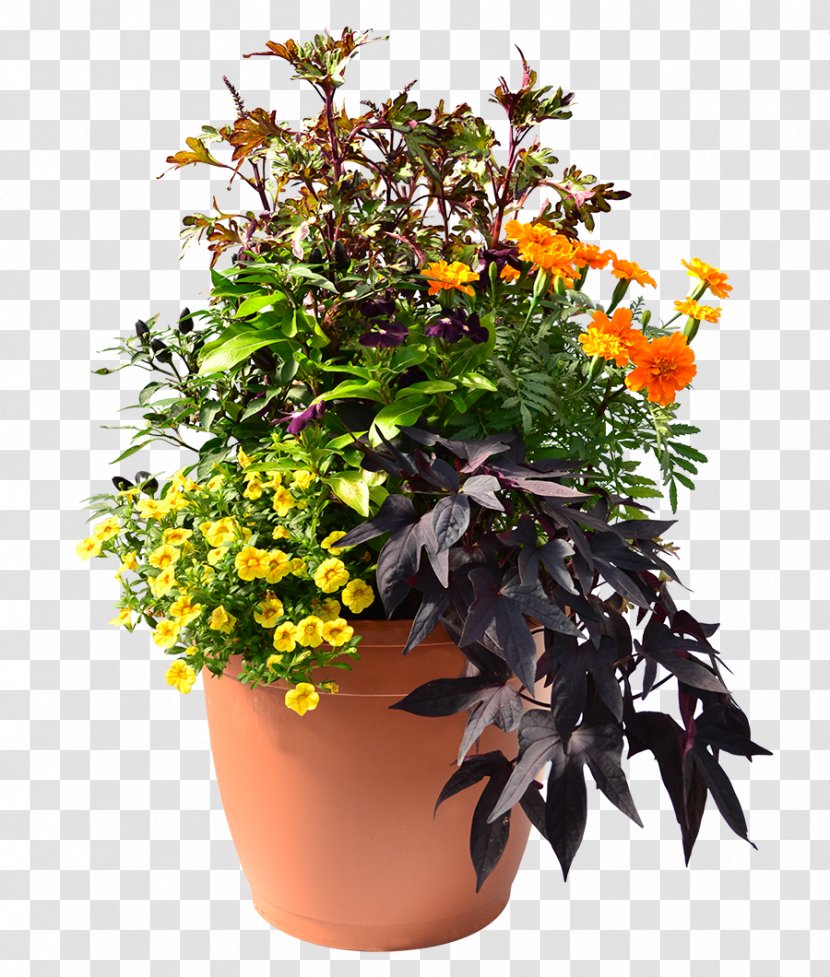 Flowerpot Annual Plant Hanging Basket Houseplant - Chrysanthemum - Herbs Transparent PNG