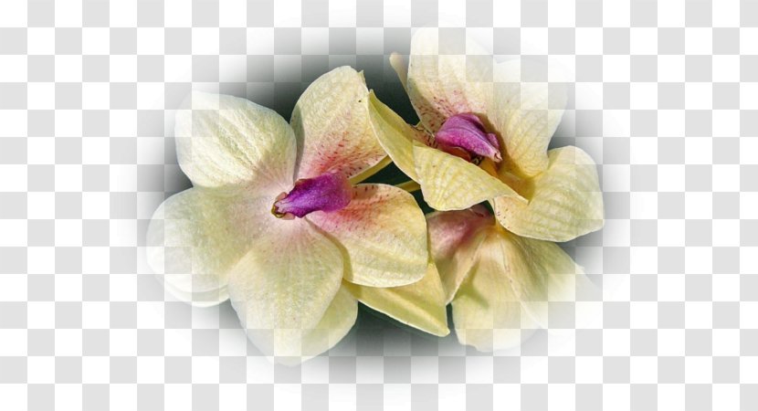 Moth Orchids Cut Flowers Dendrobium Petal - Orchid - Pas De Deux Transparent PNG