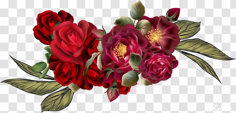 Garden Roses Floral Design Cabbage Rose Cut Flowers - Petal - Attractive Transparent PNG
