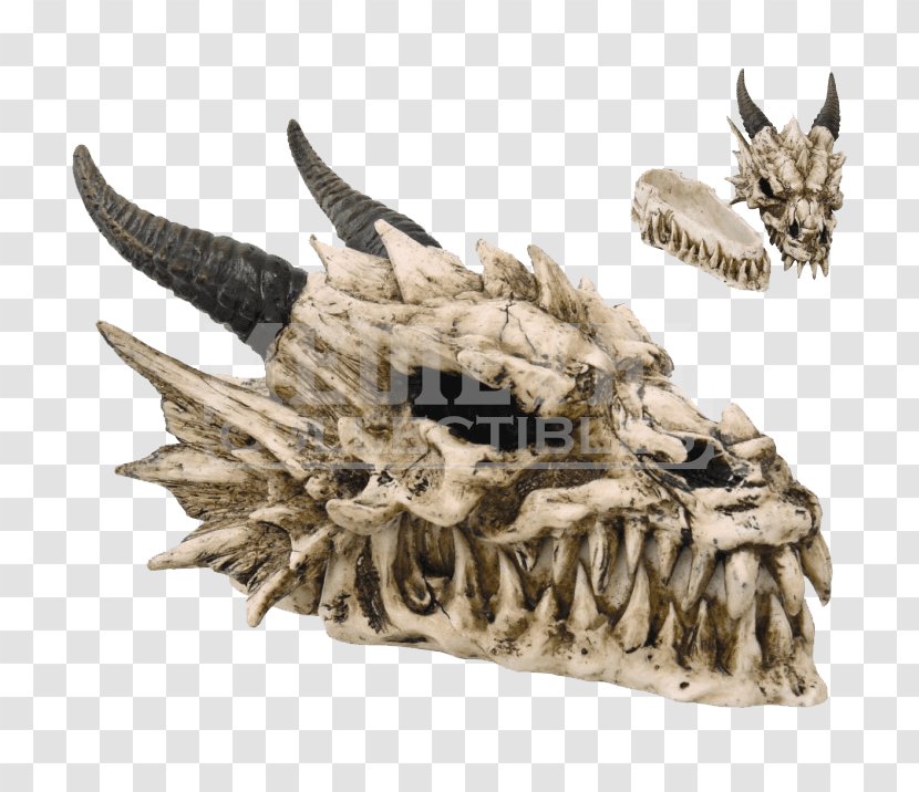 Skull Dragon Skeleton Fang Face - Tooth Transparent PNG