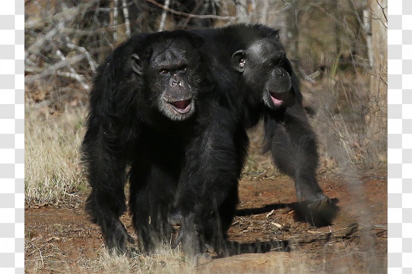Common Chimpanzee Gorilla Monkey Chimps Inc. Ngamba Island Sanctuary - Mammal Transparent PNG