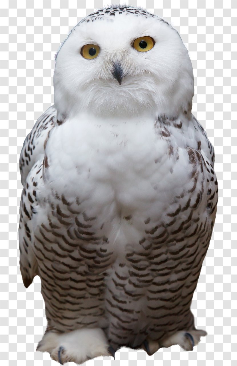 Snowy Owl Bird Of Prey Barred - Indian Eagleowl Transparent PNG