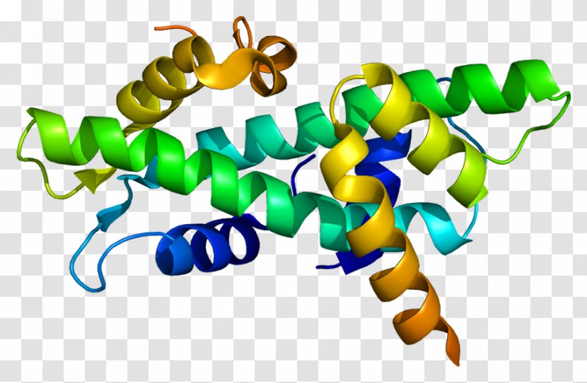 NFYB NFYC Protein Transcription Factor Gene - Organism - Tatabinding Transparent PNG