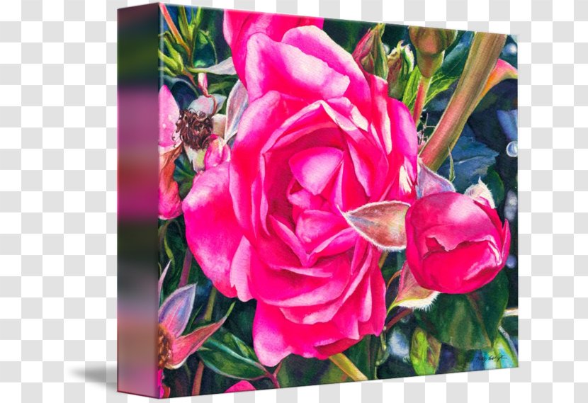 Centifolia Roses Cut Flowers Garden Rosaceae - Rose Family - Leslie Transparent PNG