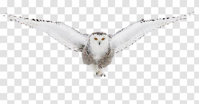 Snowy Owl Image Buy Enlarge Clip Art Transparent PNG