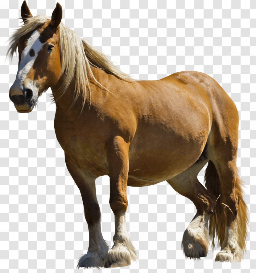 Clydesdale Horse Arabian Rocky Mountain Mustang Pony - Supplies Transparent PNG