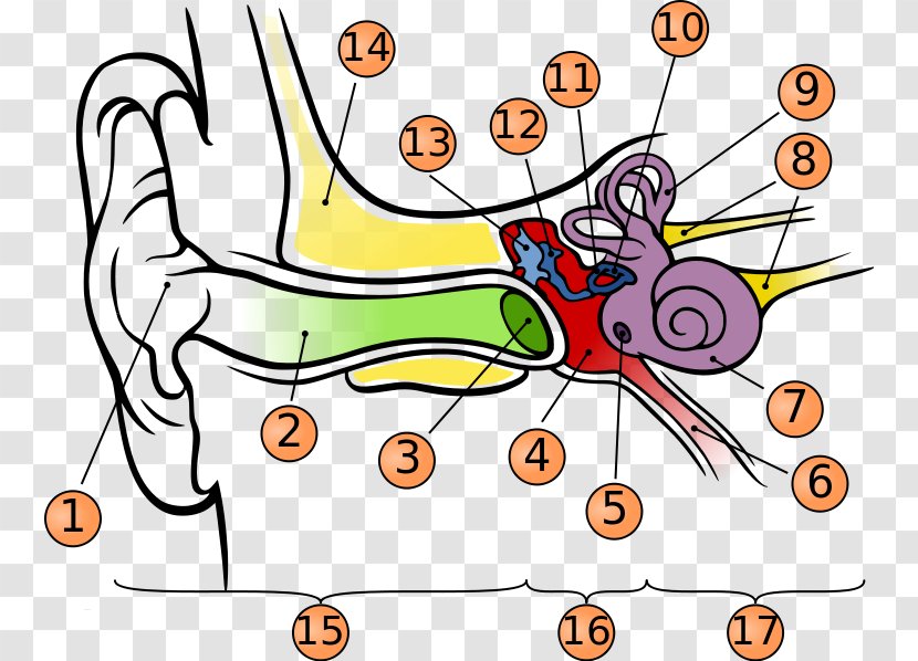 Eardrum Hearing Anatomy Middle Ear - Heart - Blank Version Transparent PNG