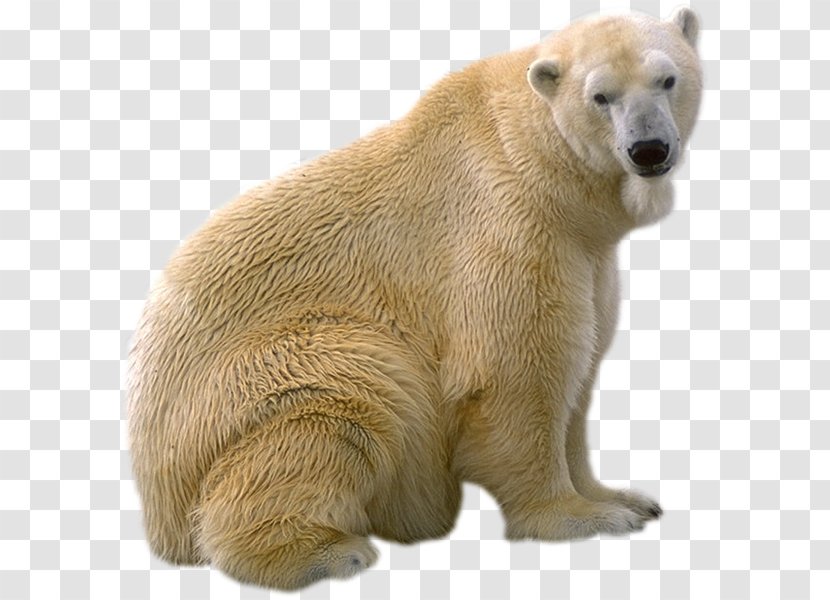 Polar Bear, What Do You Hear? Brown Bear Giant Panda Gray Wolf - Snout Transparent PNG