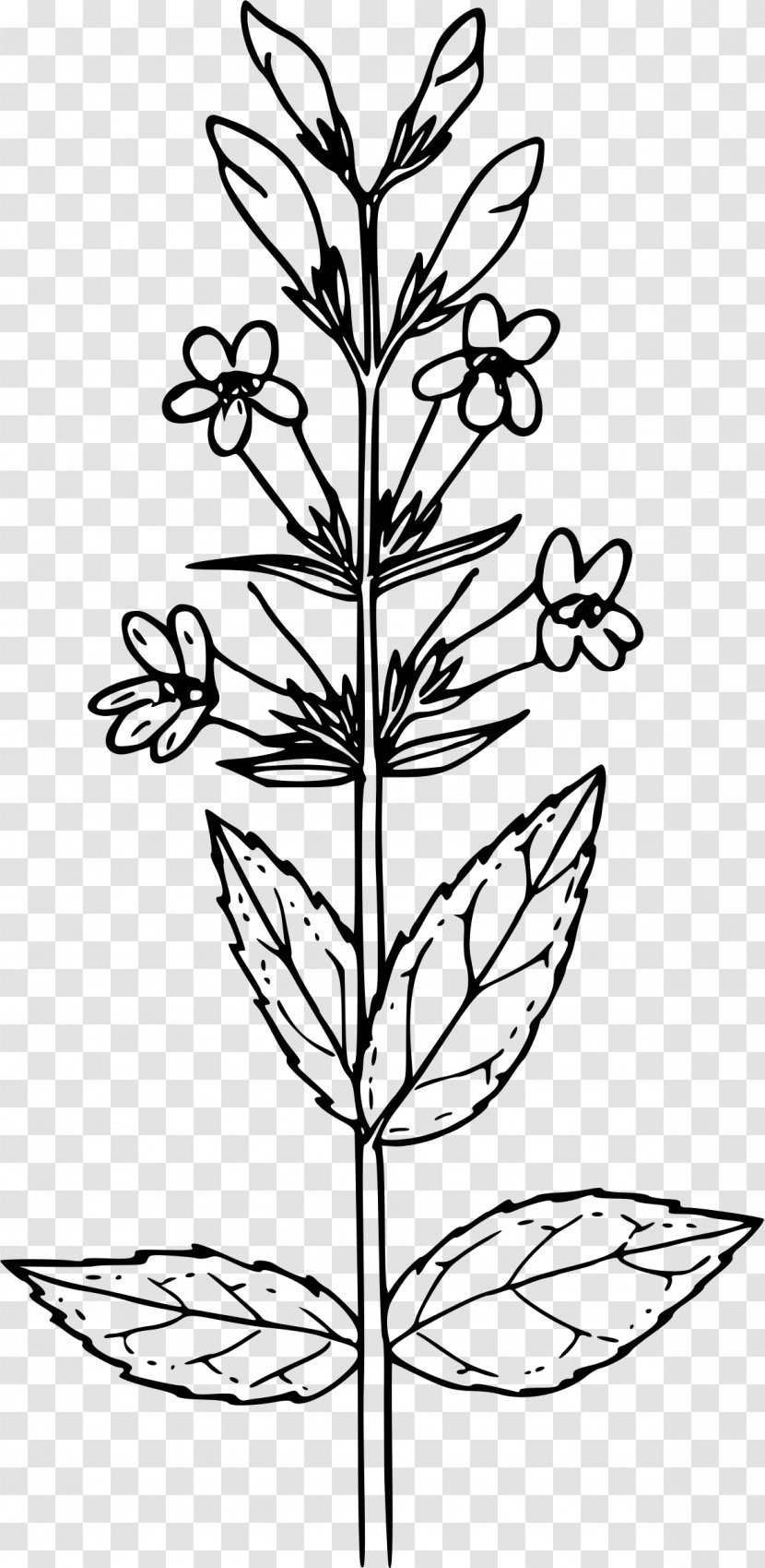 Mustard Plant Drawing Coloring Book Seed Black Transparent PNG