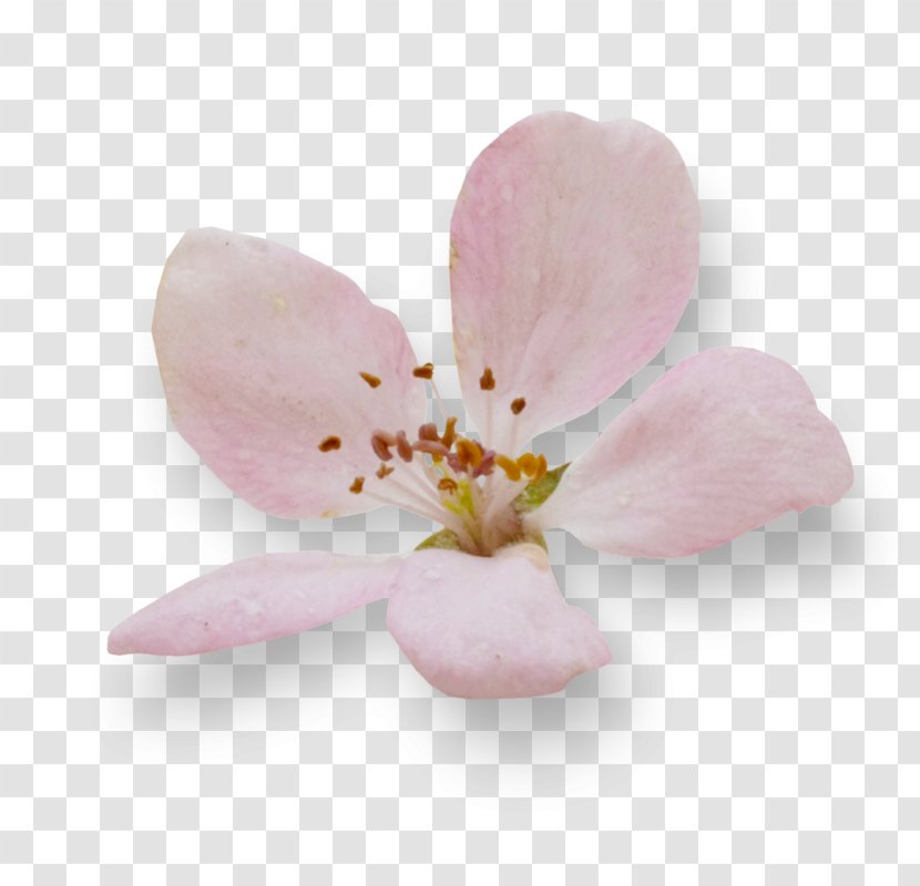 Cherry Blossom Petal ST.AU.150 MIN.V.UNC.NR AD Transparent PNG