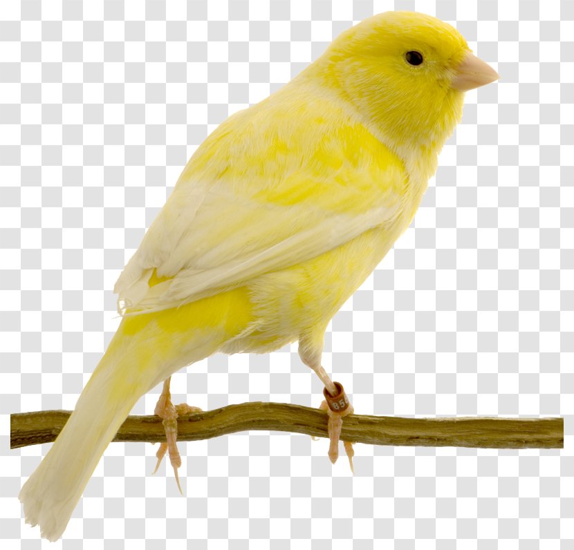 Red Factor Canary Yellow Bird Swallow Columbidae - Domestic - Flock Of Birds Transparent PNG