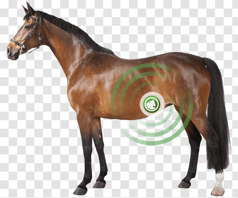 German Riding Pony Haflinger Oldenburg Horse Konik Transparent PNG