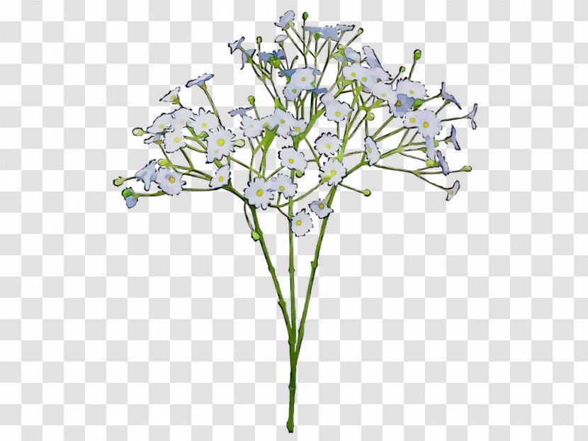 Common Baby's-breath Flower Bouquet Cut Flowers Green - Depot - Plant Stem Transparent PNG