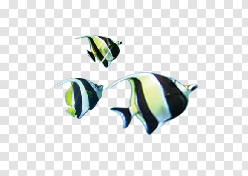Clownfish Download - Copyright - Tropical Fish Transparent PNG