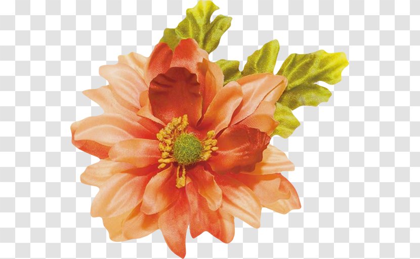 Cut Flowers Petal Chrysanthemum Diyarbakır - Transvaal Daisy - Flower Transparent PNG