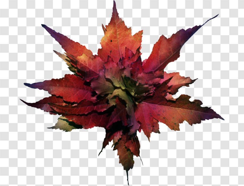 Autumn Leaf Color Clip Art - Flowering Plant - The Atmosphere Was Strewn With Flowers Transparent PNG