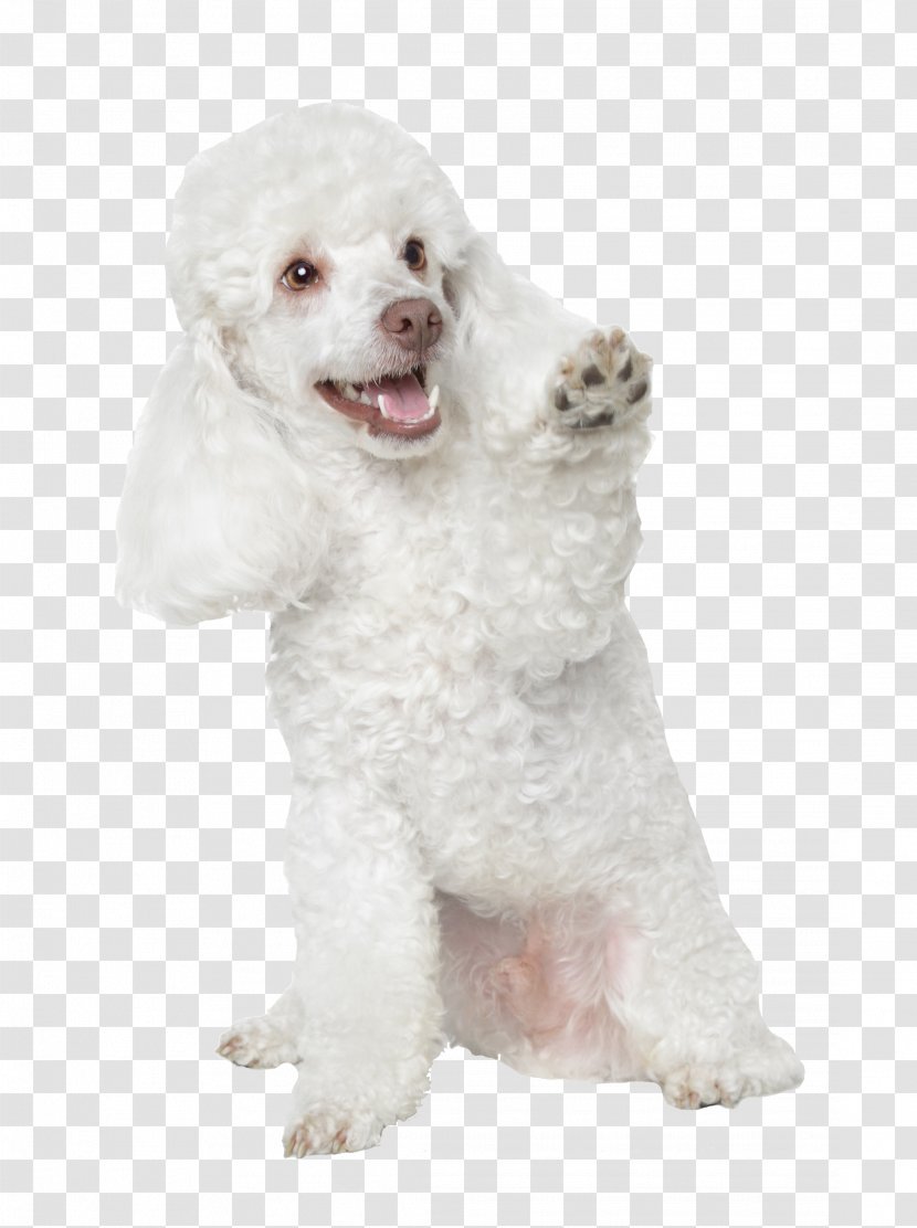 Toy Poodle Miniature Standard Puppy - Bichon Frise Transparent PNG