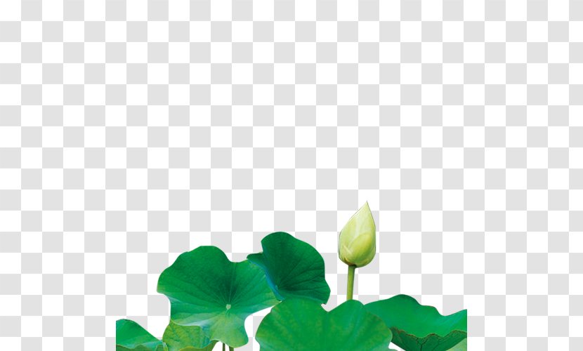 Nelumbo Nucifera U516bu5b57 Chinese Fortune Telling Poster - Green - Lotus Transparent PNG