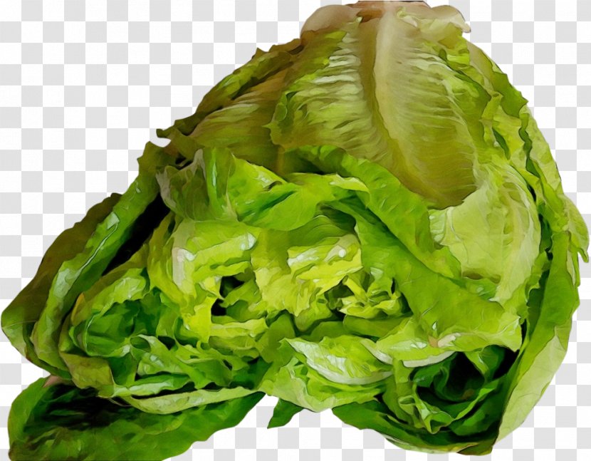Leaf Vegetable Iceburg Lettuce - Paint - Red Savoy Cabbage Transparent PNG