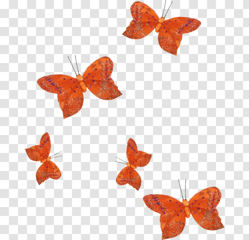 Color Flower Orange - Moths And Butterflies - Pollinator Transparent PNG