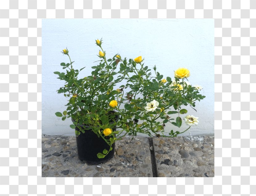 Flowerpot Annual Plant Herb Flowering - Flower Transparent PNG