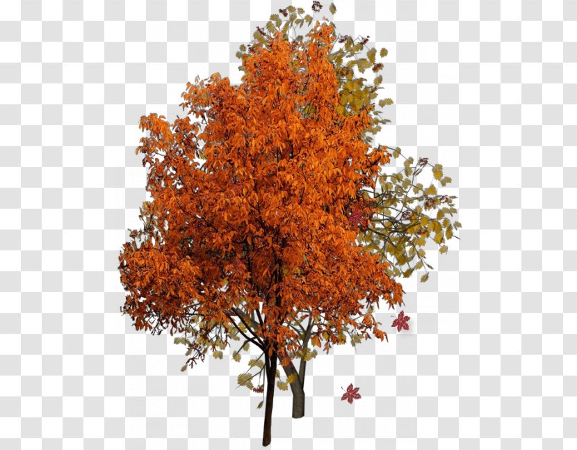 Tree Autumn - Woody Plant Transparent PNG