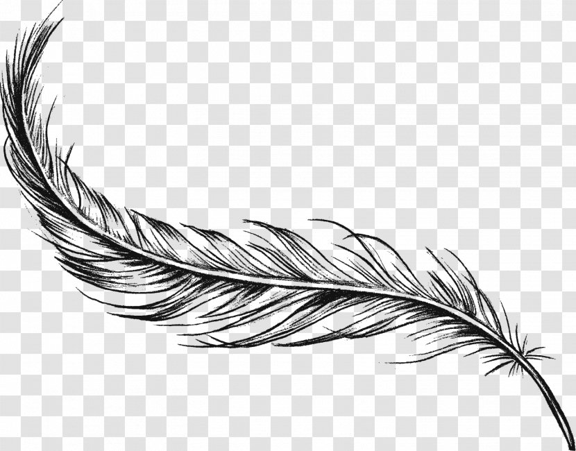 Feather Drawing Art Charcoal - Still Life - Raw Ingredients Transparent PNG