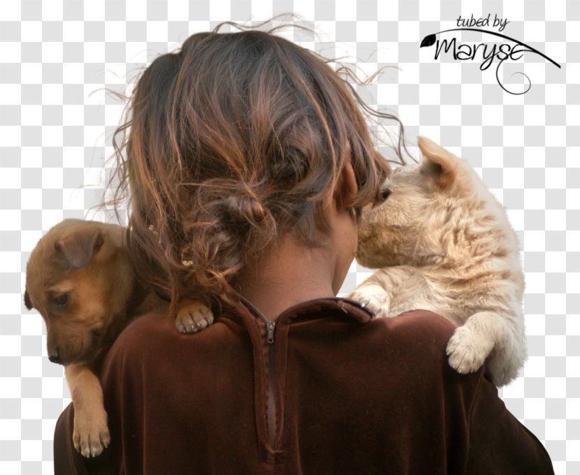 Puppy Mill Dogville - Flower - Pet Shop E Clinica Veterinária CatPuppy Transparent PNG