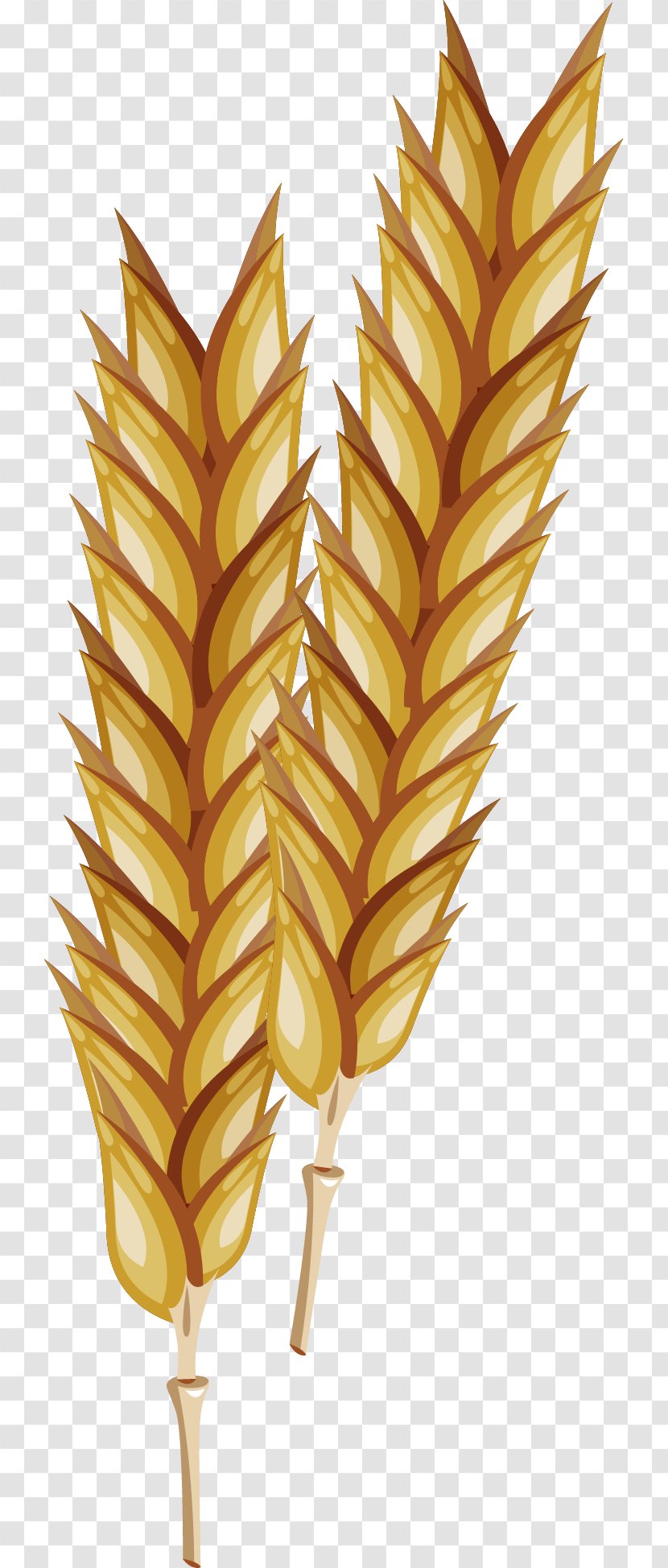 Euclidean Vector Adobe Illustrator - Grass Family - Realistic Wheat Transparent PNG