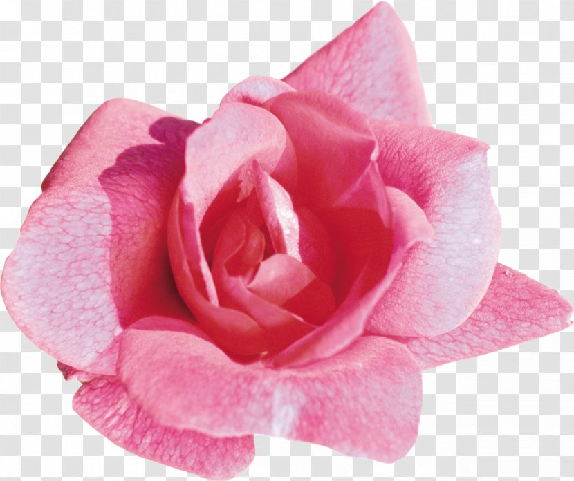 Light Rose Desktop Wallpaper Flower Pink - Color Transparent PNG