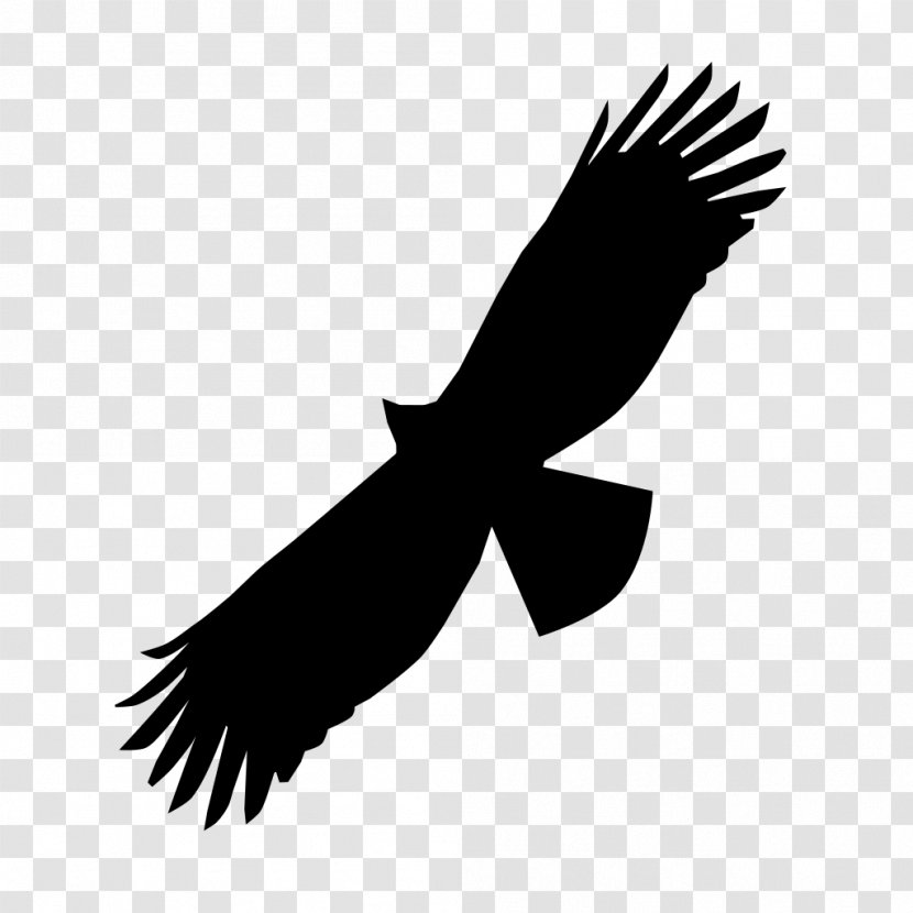 Black Eagle Bird Of Prey Bald Beak Transparent PNG
